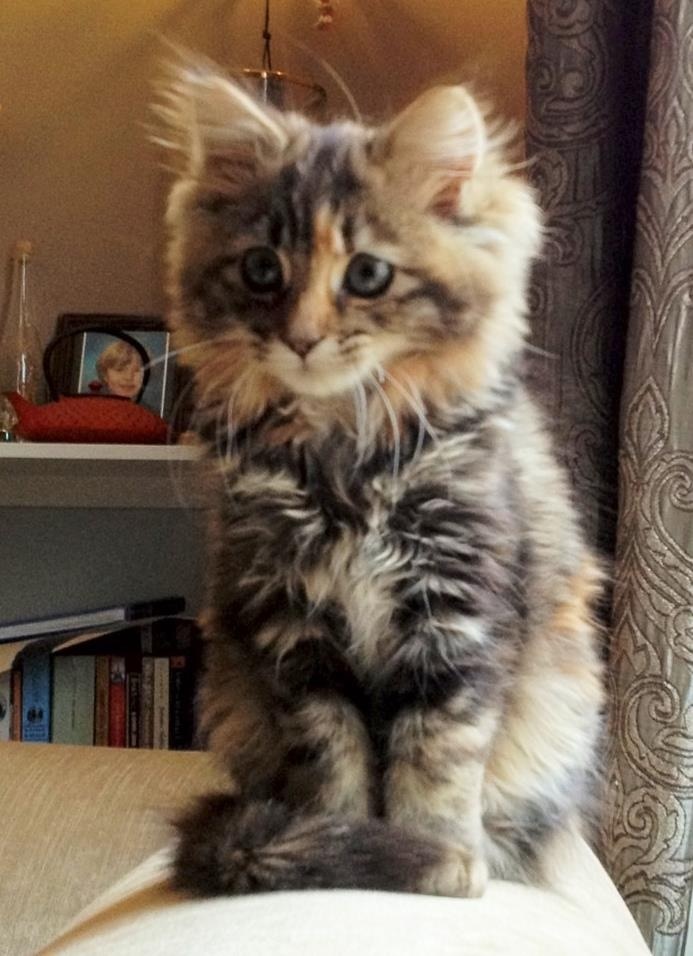 An Insanely Fuzzy Cat