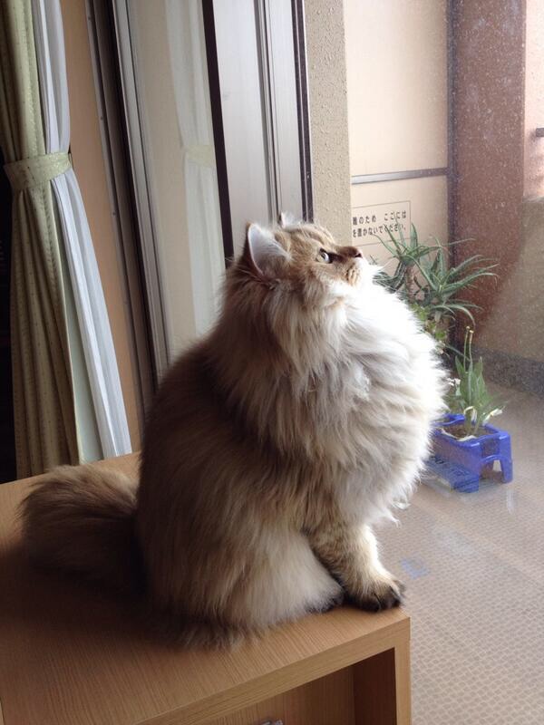 Majestic as Fluff