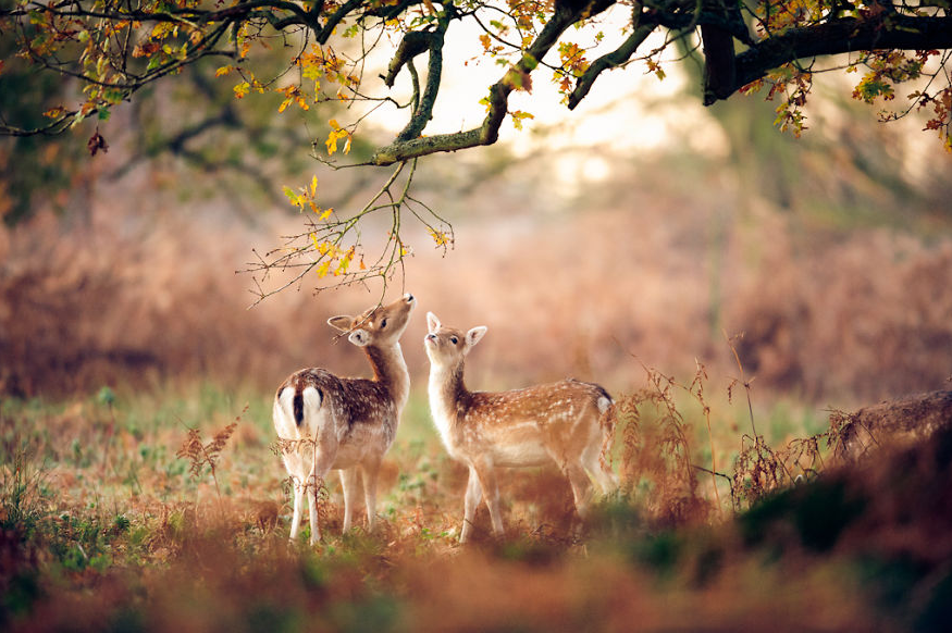 Deer And Fawn Enjoying the Autumn