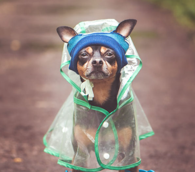 Adorable Dog Dressed for the Rainy Weather