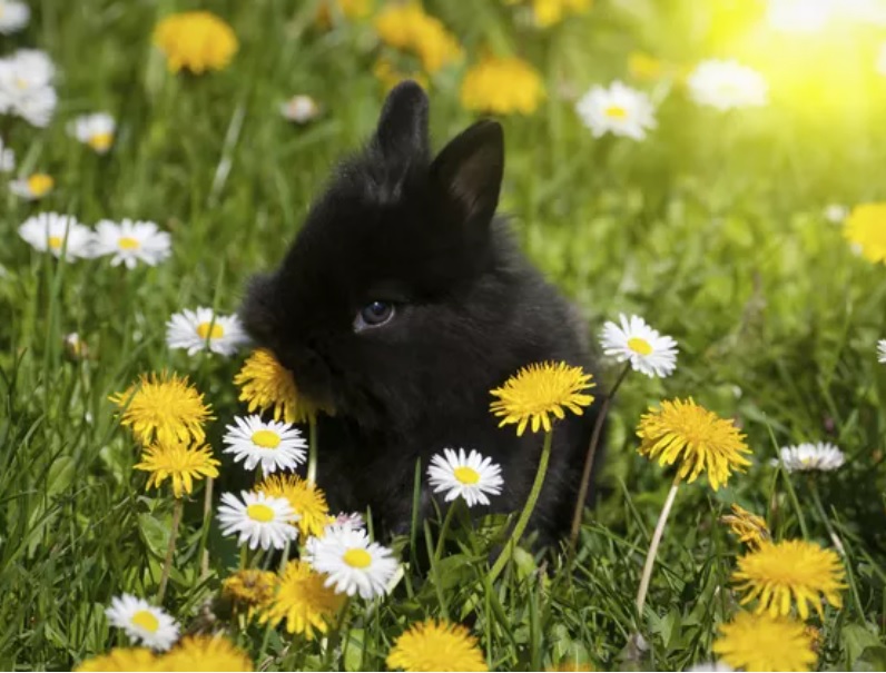 Bunnies with Flowers