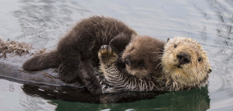 An Mother Otter Holding Her Pup